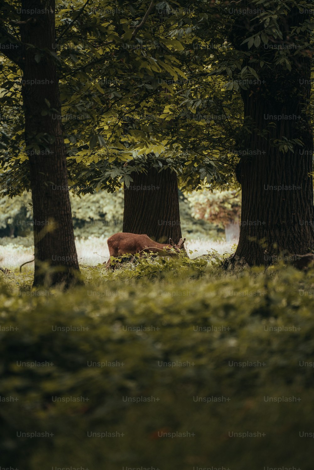 a deer laying in the middle of a forest