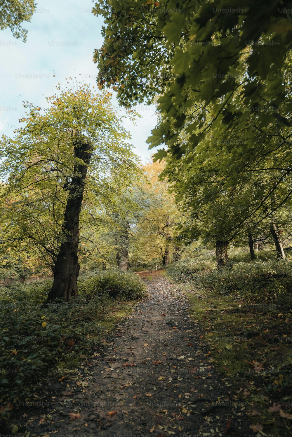 Un chemin à travers une forêt avec beaucoup d’arbres