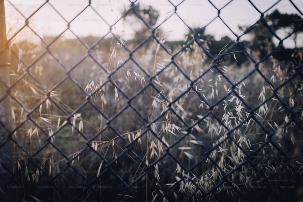una vista attraverso una recinzione a catena di un campo