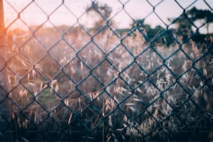 a view through a chain link fence of a field