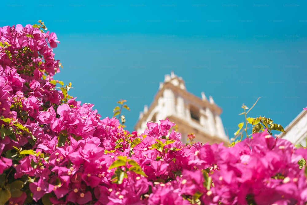 purple flowers in front of a tall building