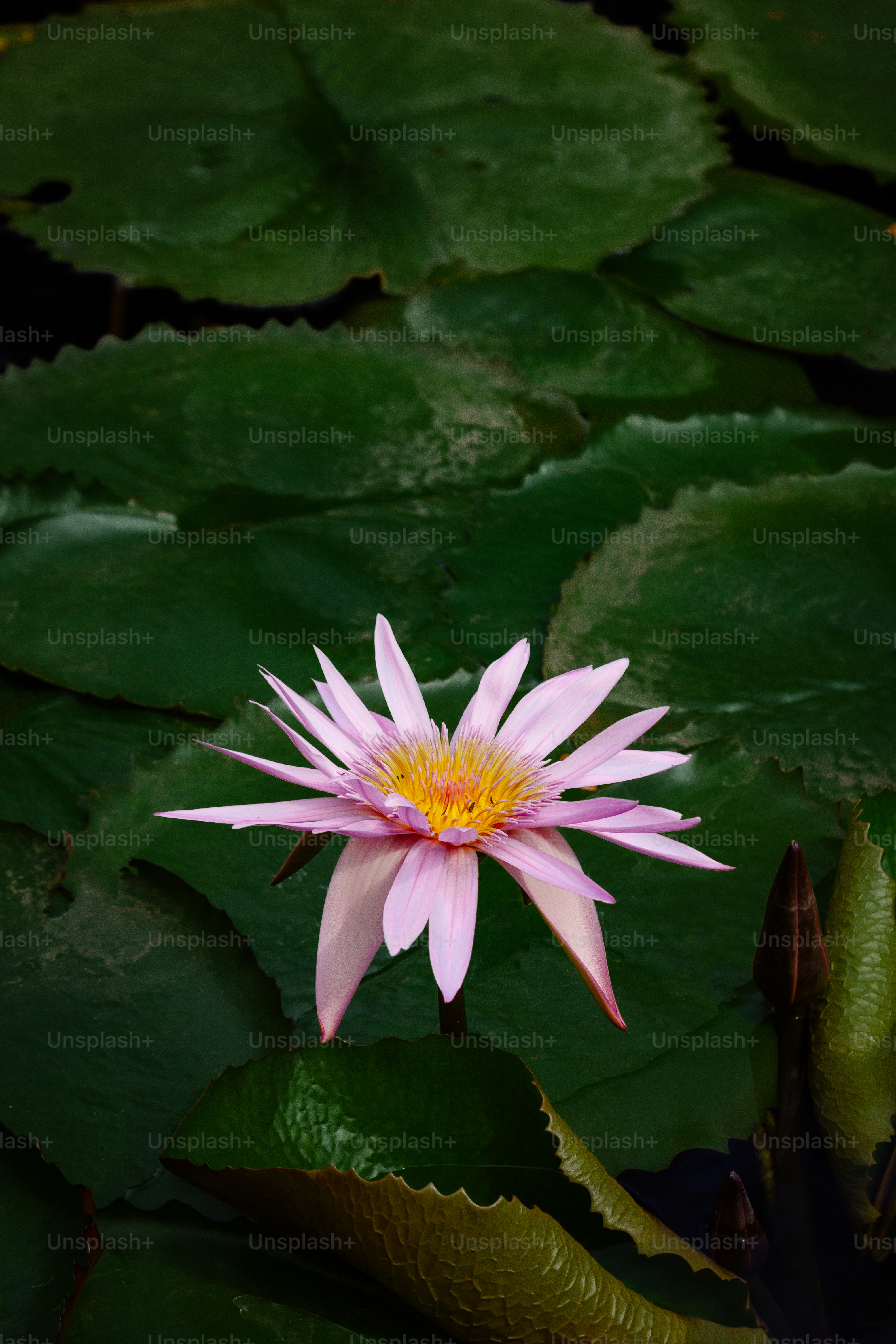 Un nenúfar rosa floreciendo en un estanque
