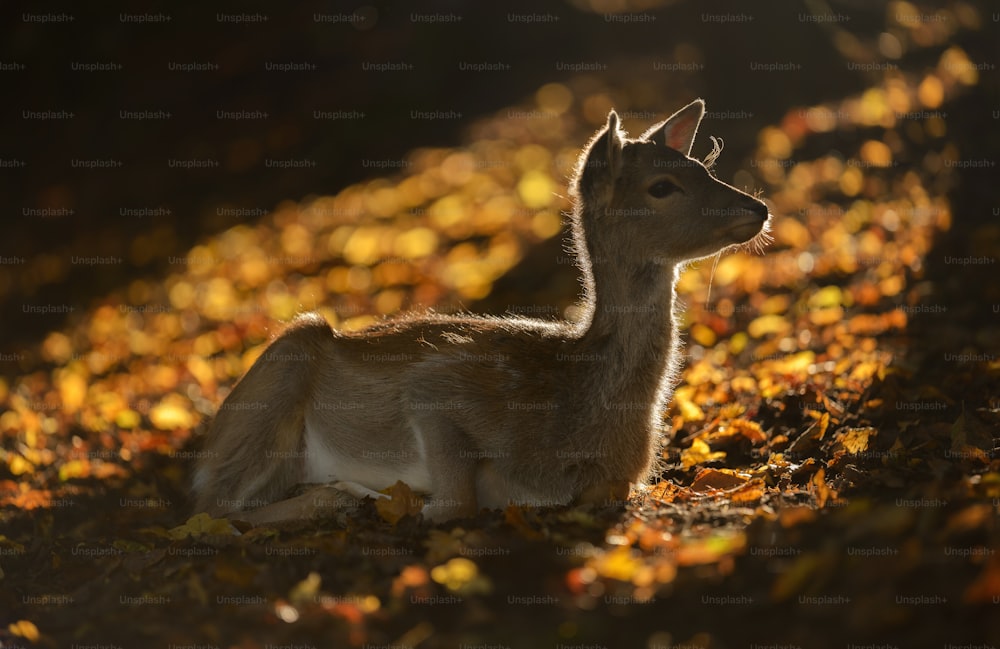 a small deer laying on top of a field of leaves