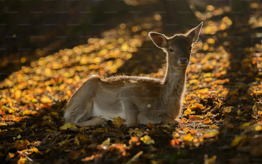 a deer laying down in a field of leaves