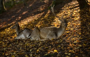 a couple of deer laying on top of a leaf covered ground