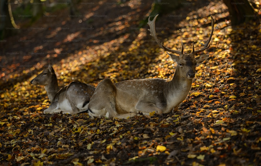 a couple of deer laying on top of a leaf covered ground