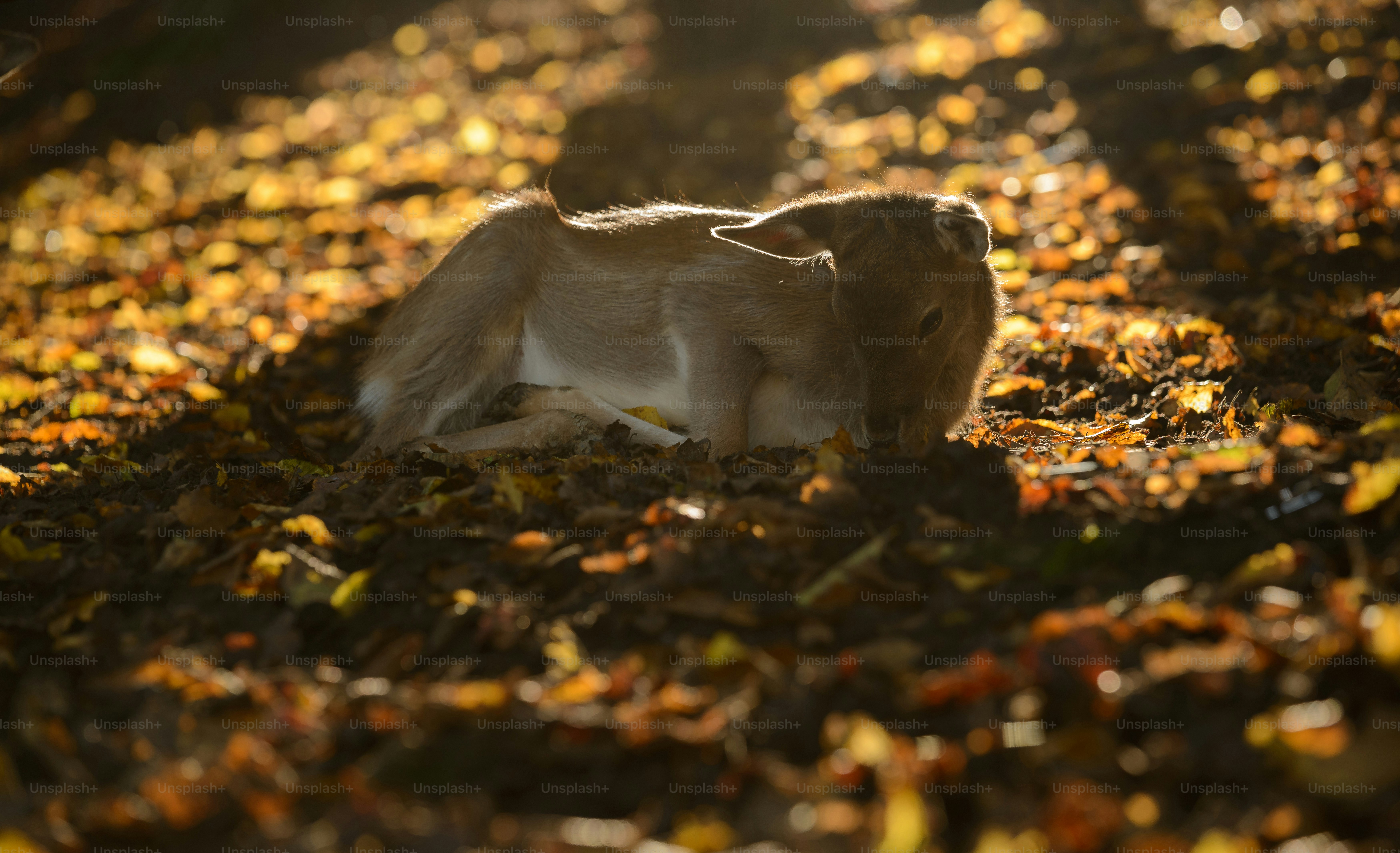 a dog laying on the ground in the leaves