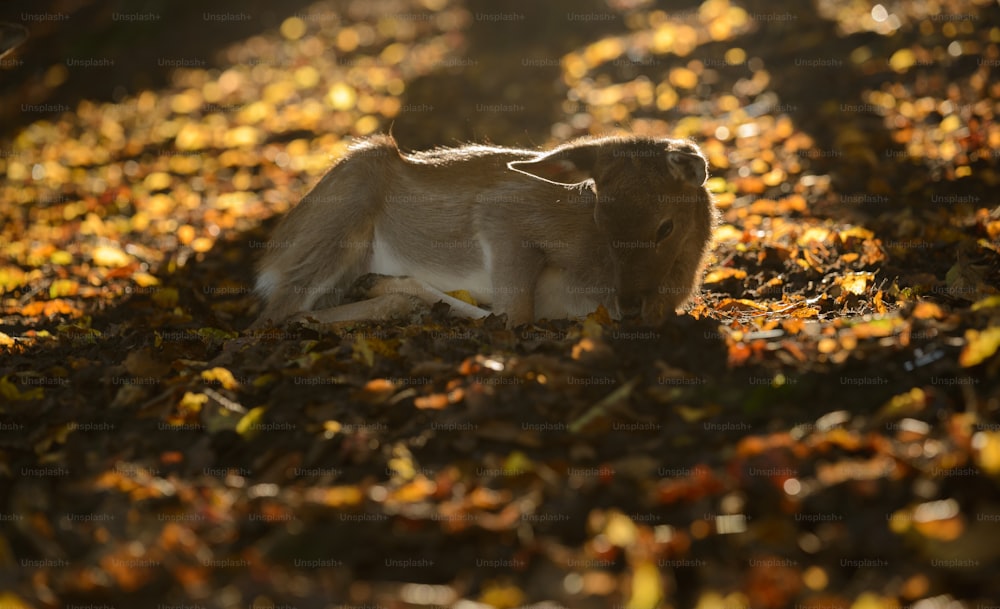 a dog laying on the ground in the leaves