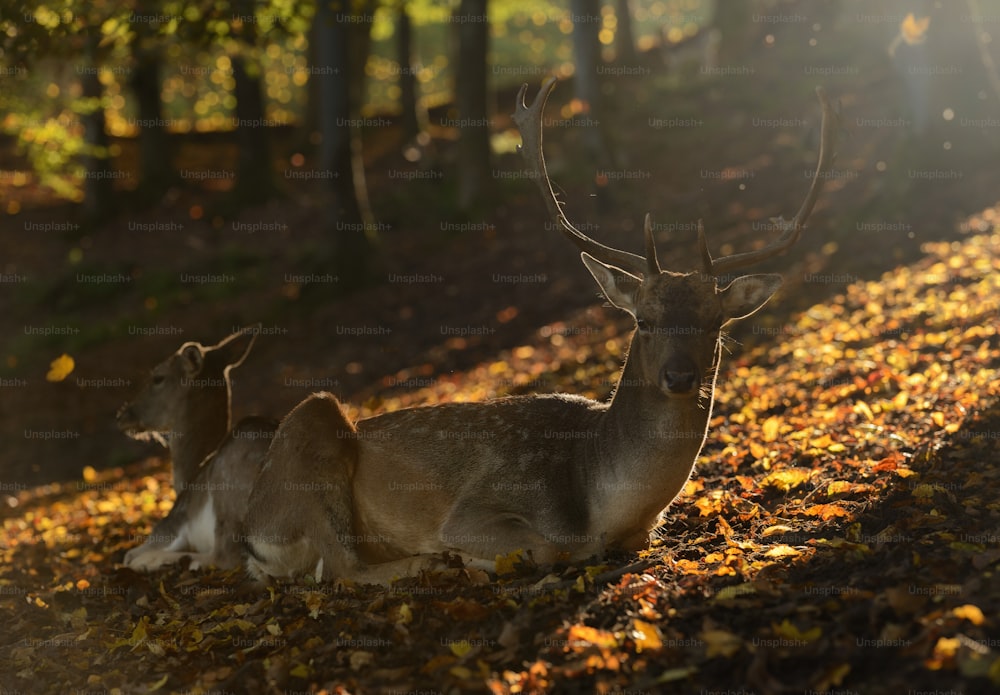 a couple of deer laying on top of a leaf covered ground