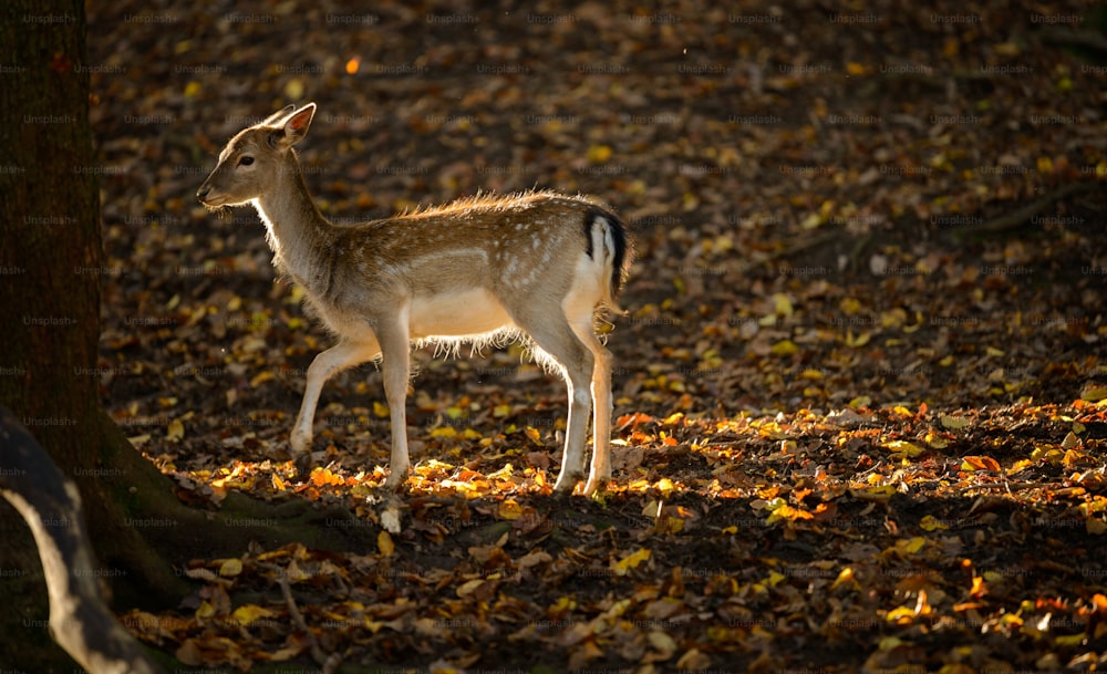 a small deer standing next to a tree in a forest