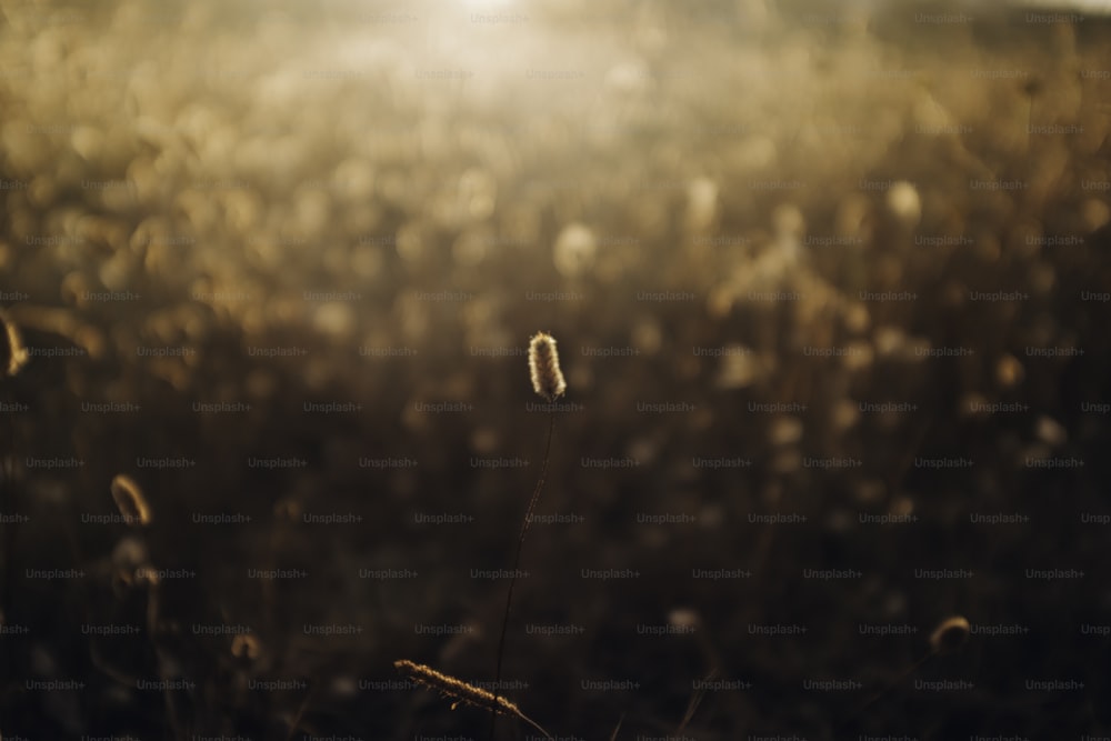 a field of grass with the sun shining in the background