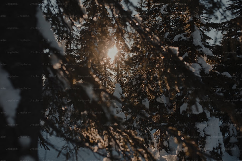 El sol brilla a través de las ramas de un árbol