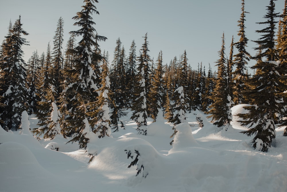 Un grupo de árboles que están en la nieve