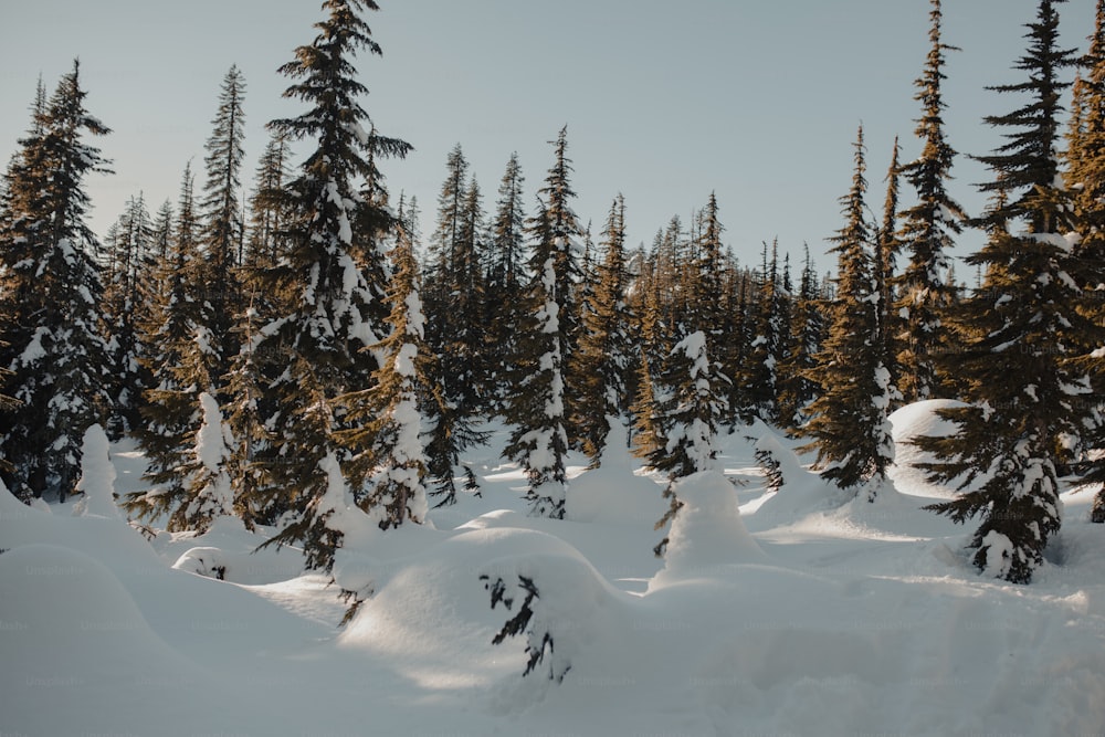 a group of trees that are in the snow