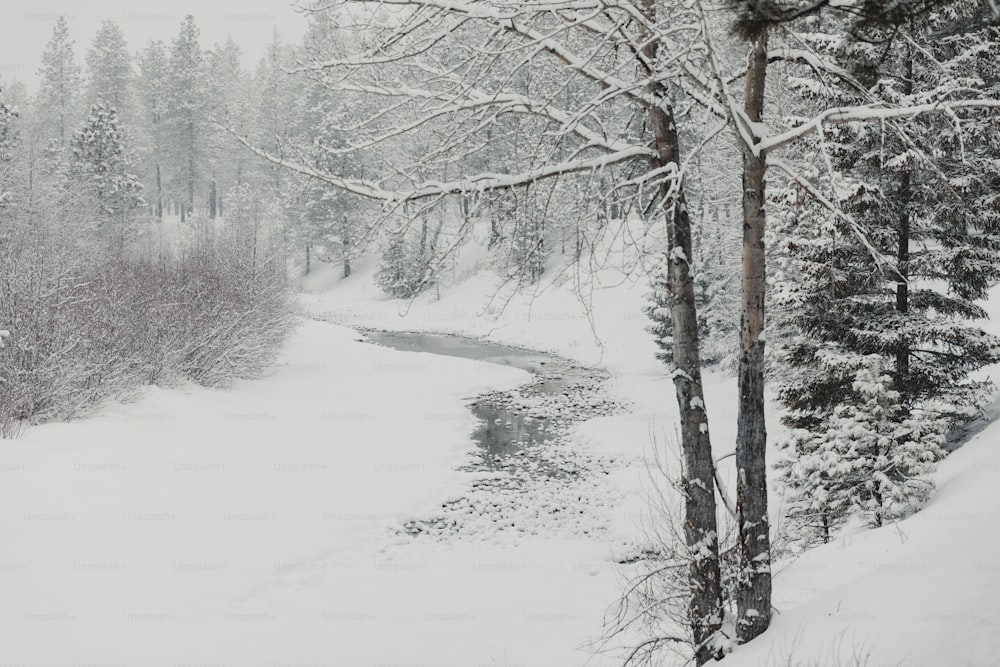 a river running through a snow covered forest