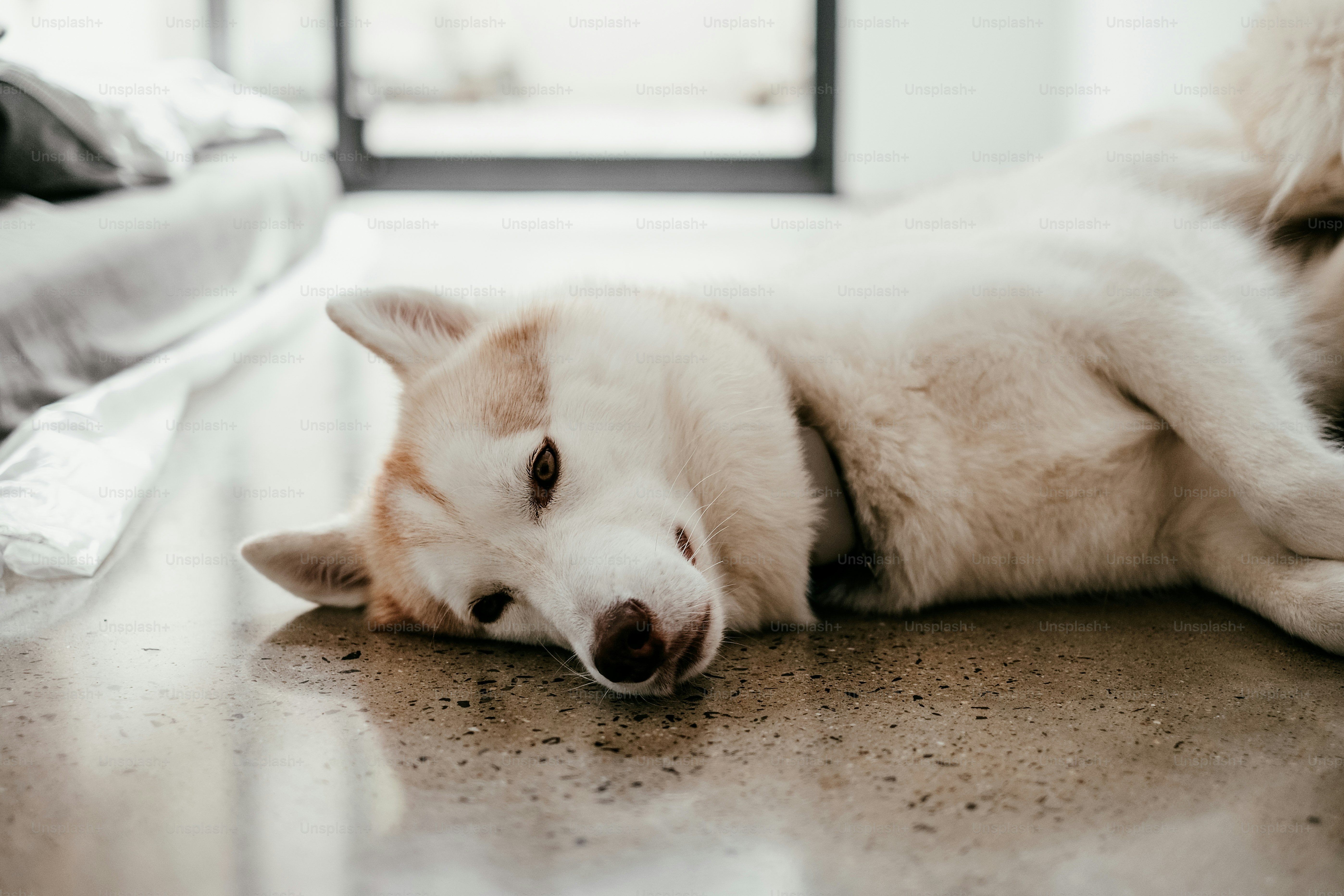 The husky is everyone's favorite breed of dog since Game of Thrones. Now you can enjoy this beautiful animal in pristine HD with a husky wallpaper from Unsplash. 100% free to use.