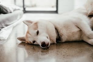 Un cane bianco e marrone che giace in cima a un pavimento