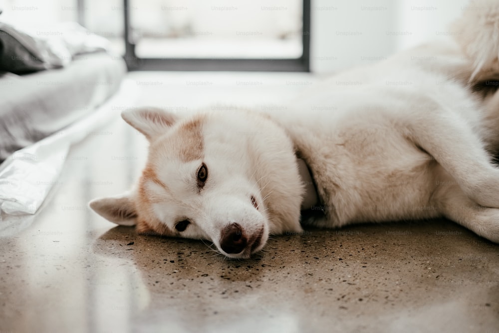 um cão branco e marrom deitado em cima de um chão
