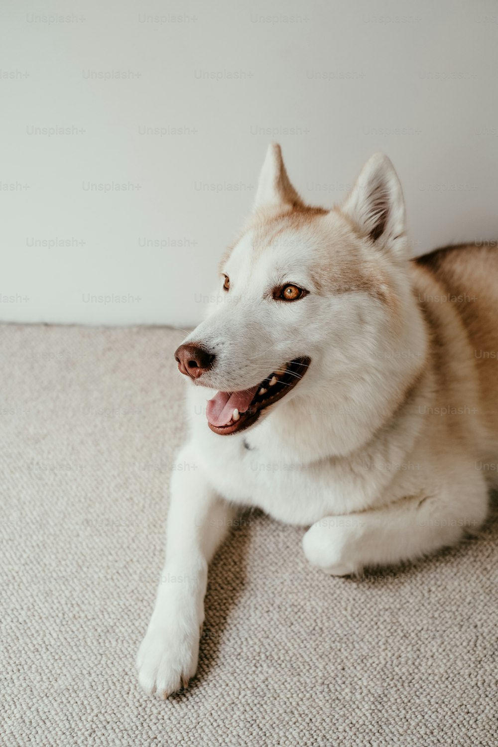 Ein weißer und brauner Hund, der auf einem Teppich liegt