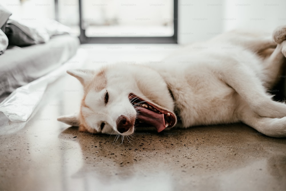 a white and brown dog laying on top of a wooden floor