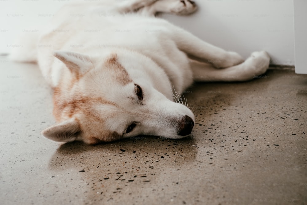 a white dog laying on the floor next to a wall