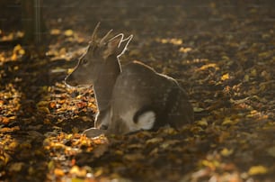 un cerf couché dans un champ de feuilles