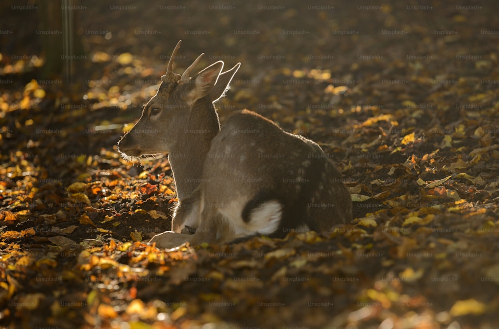 a deer laying down in a field of leaves