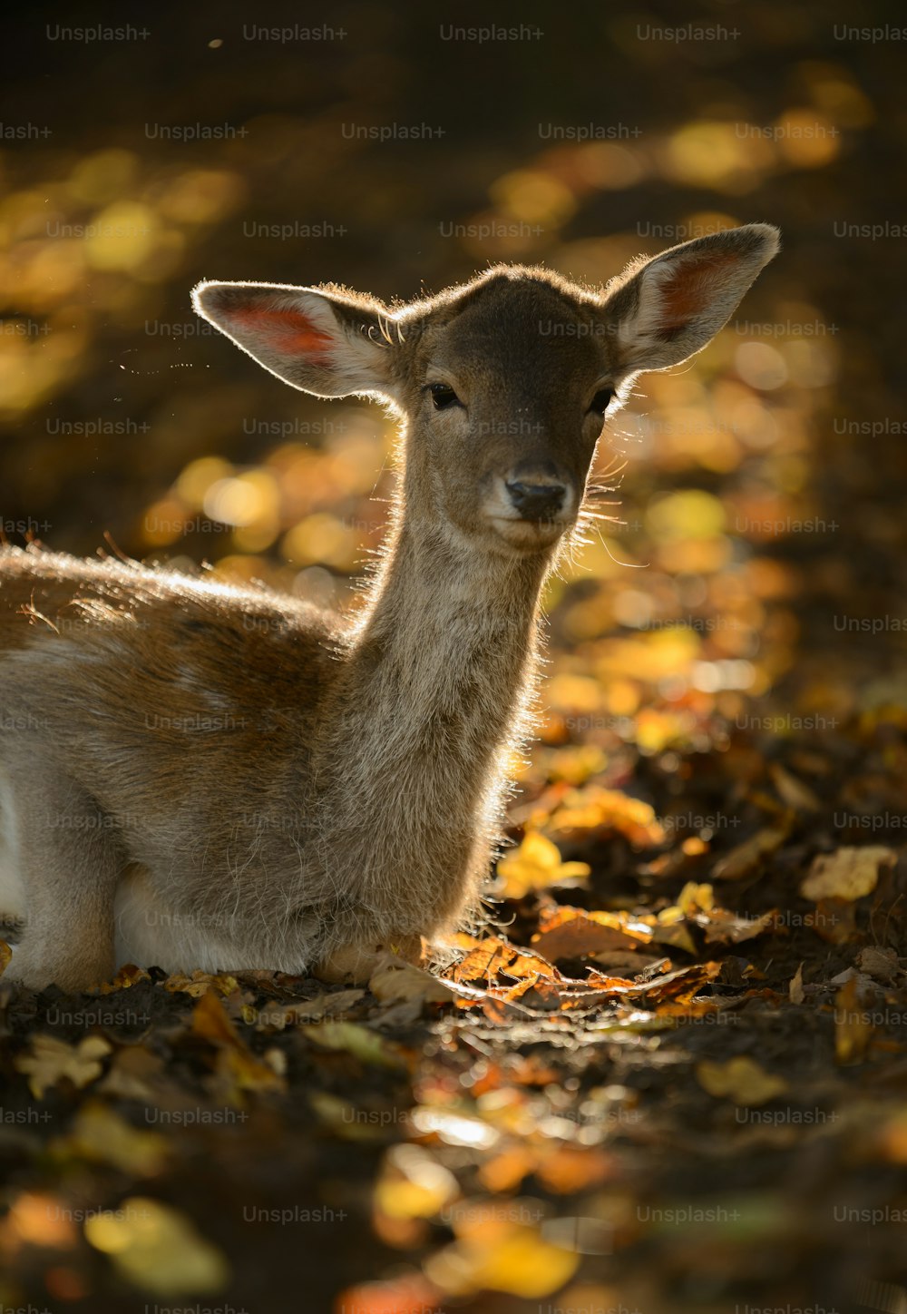 a young deer is sitting in the leaves
