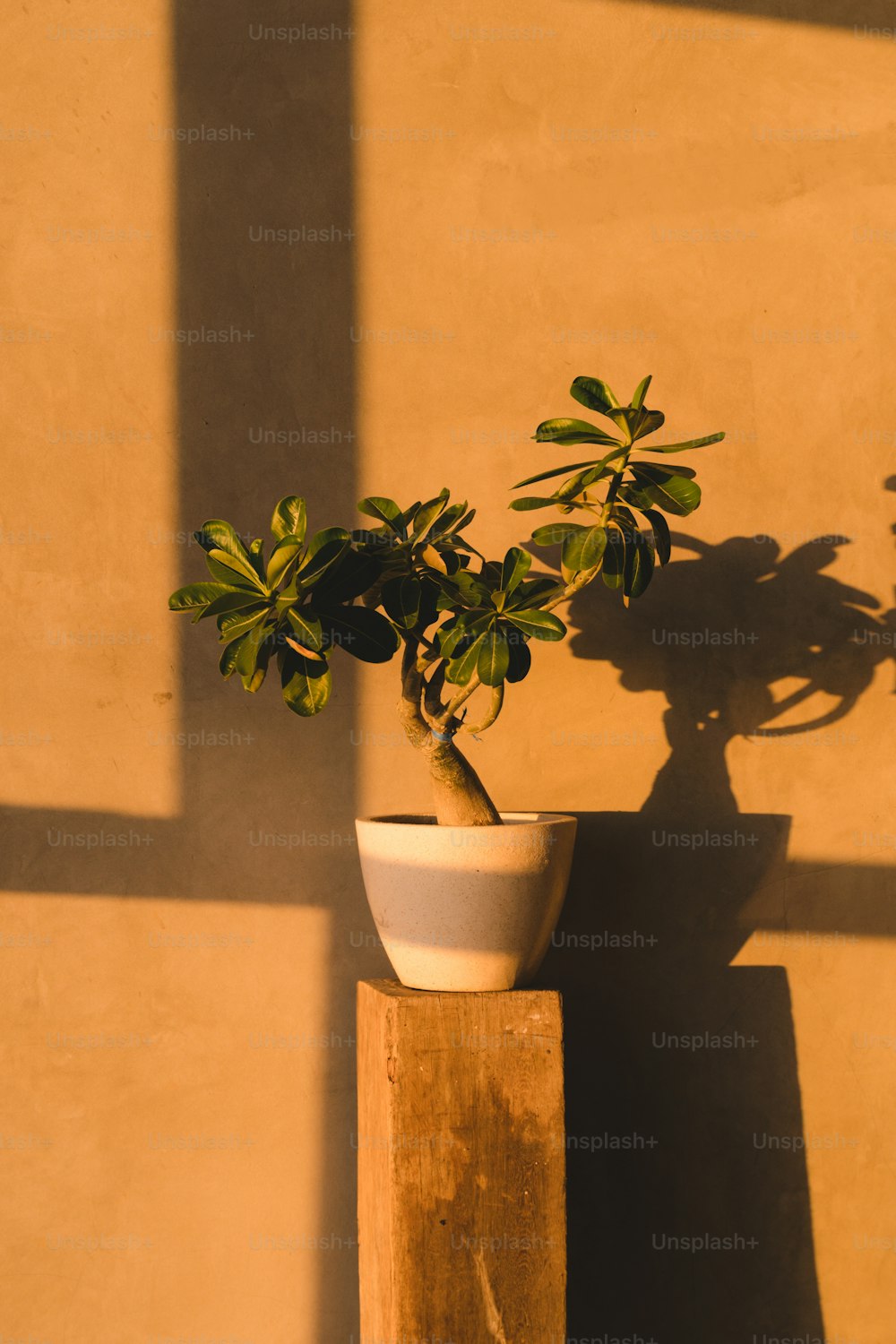 um vaso de planta sentado em cima de um bloco de madeira