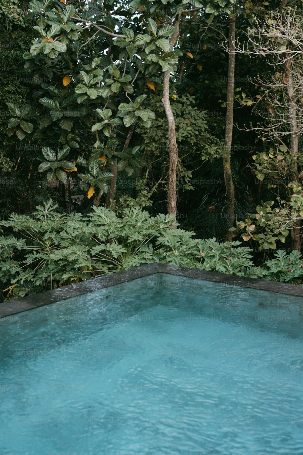 una piscina azul rodeada de árboles y arbustos