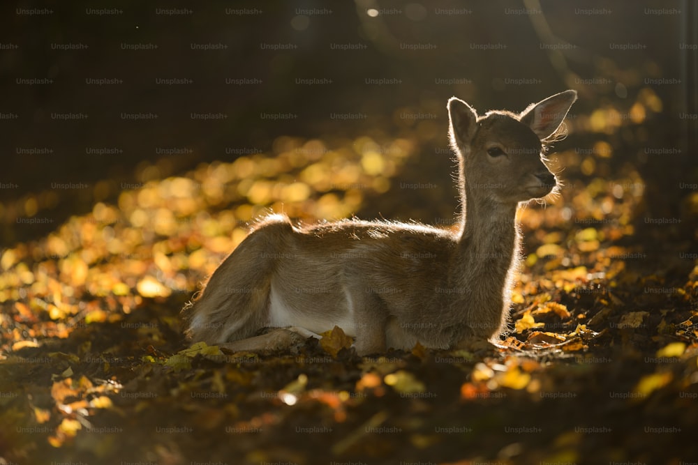 a small deer laying on top of a leaf covered field