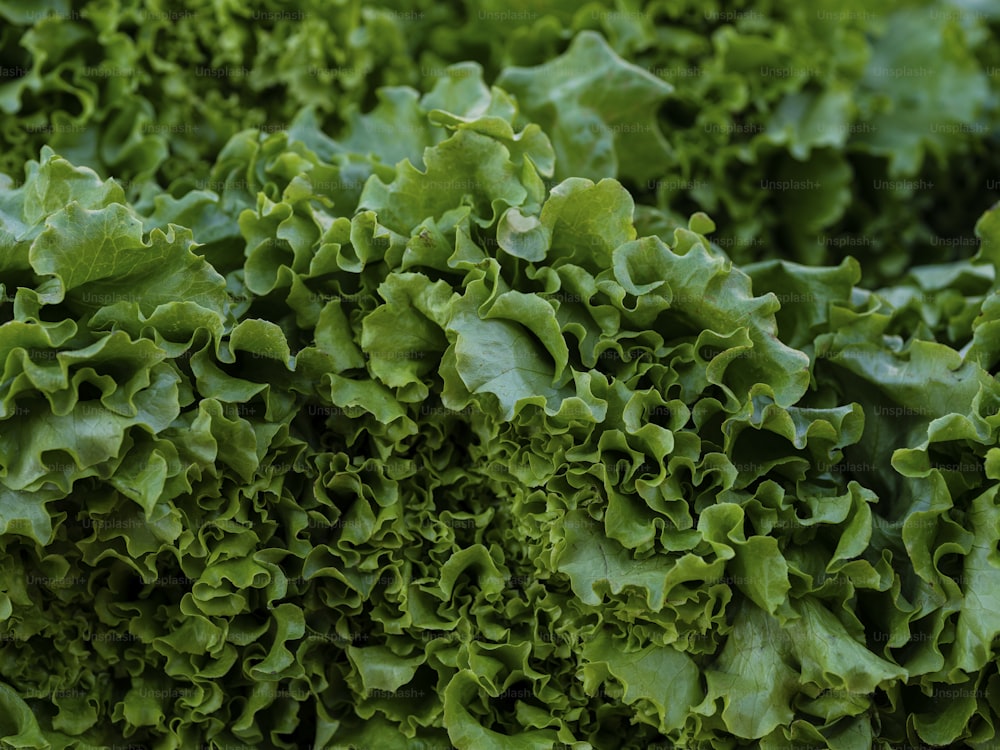 a close up of a bunch of green lettuce