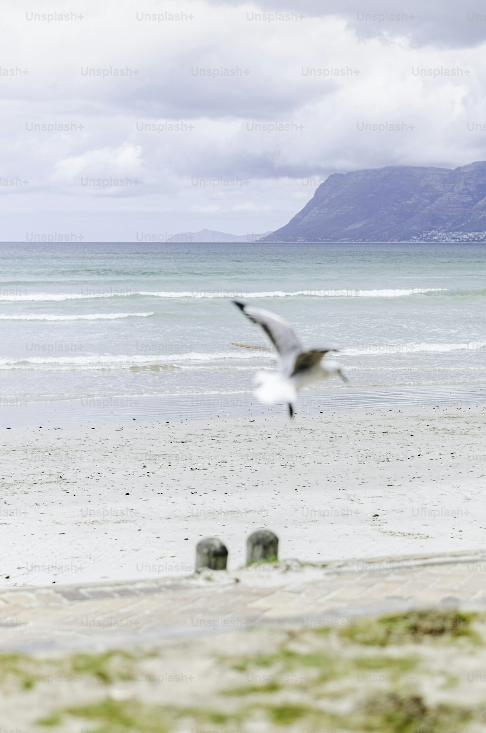 a bird flying over a sandy beach next to the ocean