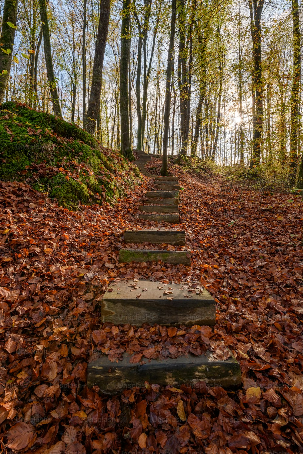 a set of steps in the middle of a forest