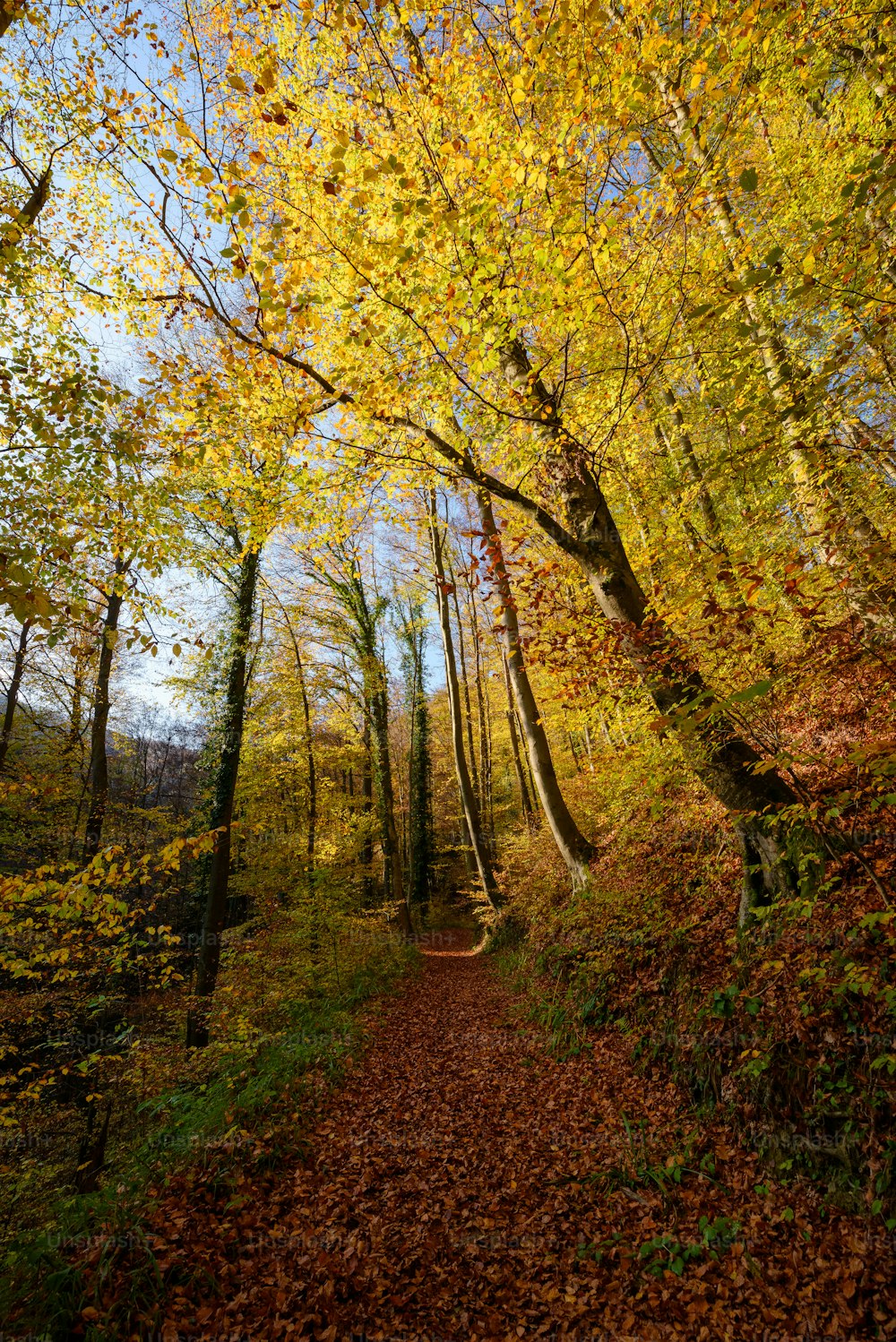 Un chemin à travers une forêt avec beaucoup de feuilles sur le sol