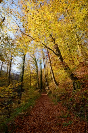 a path through a forest with lots of leaves on the ground