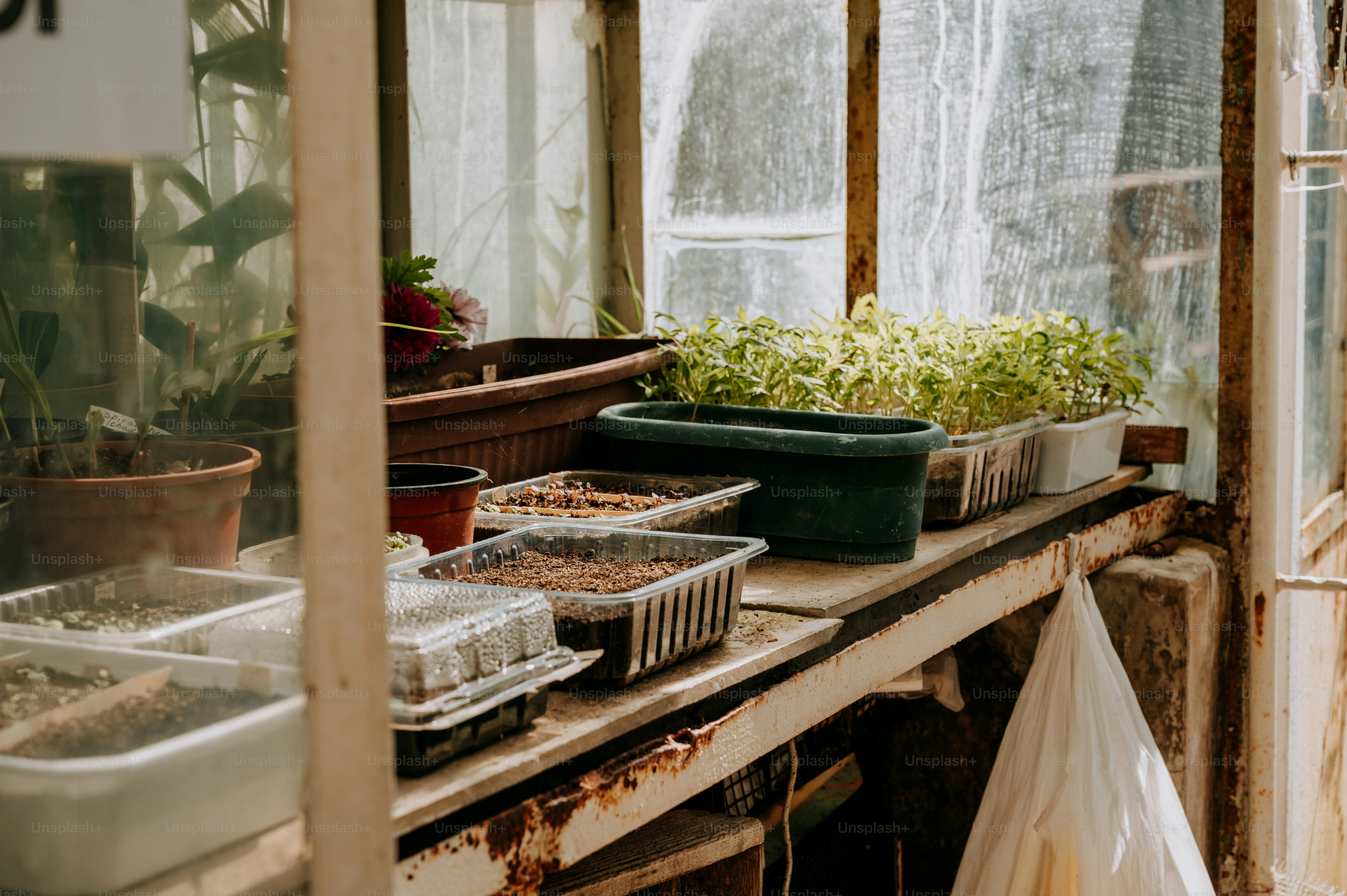 a bunch of plants that are on a table