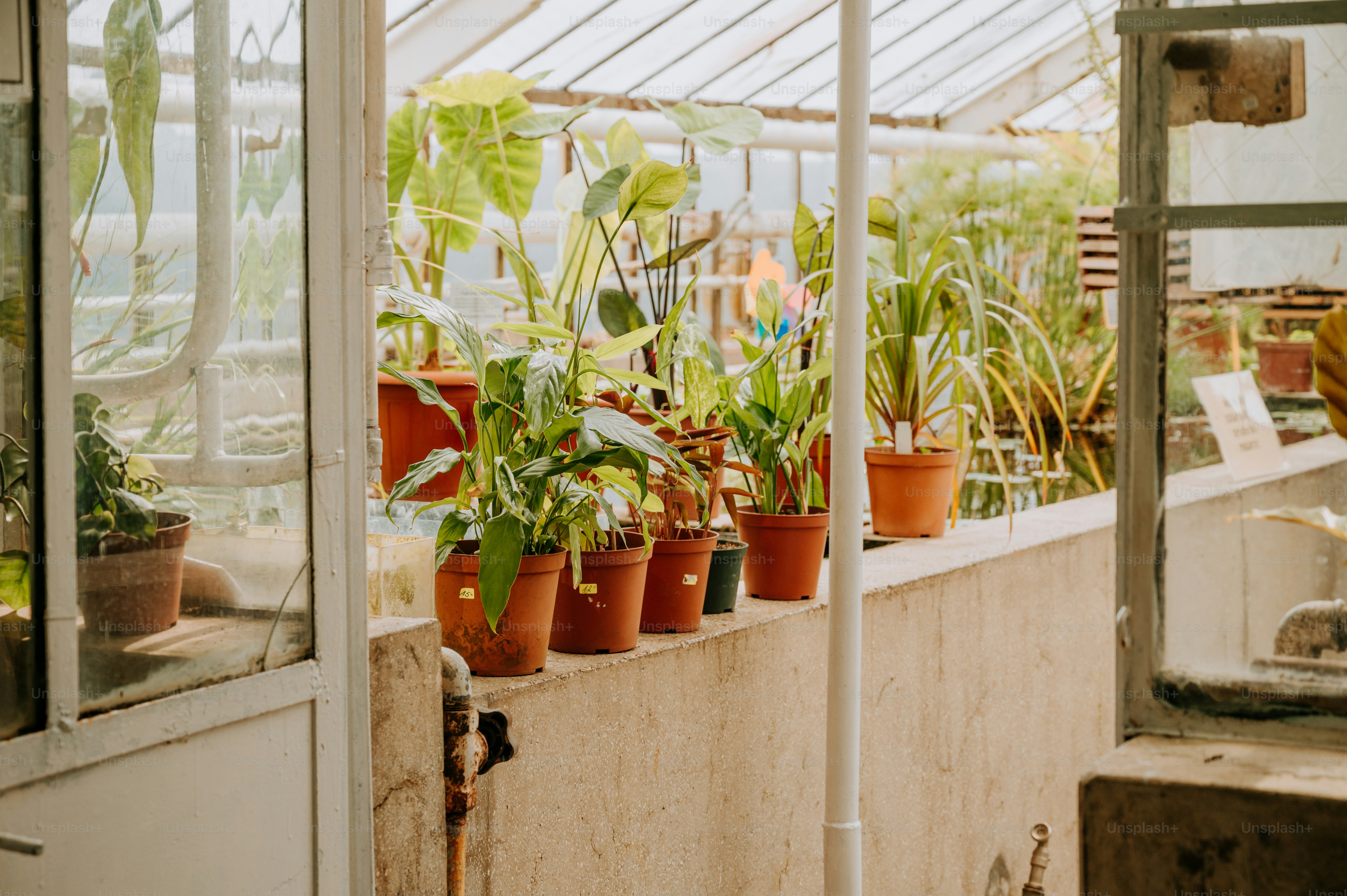 a row of potted plants in a greenhouse
