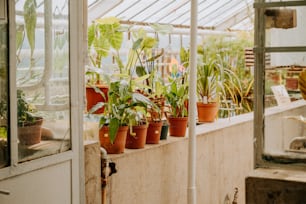 a row of potted plants in a greenhouse