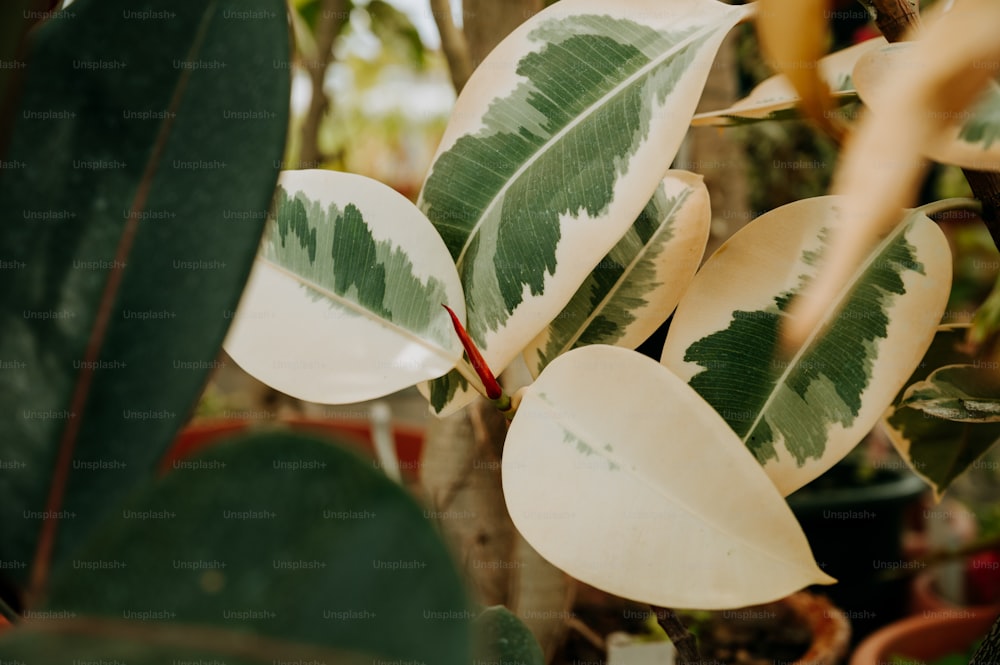 um close up de uma planta verde e branca