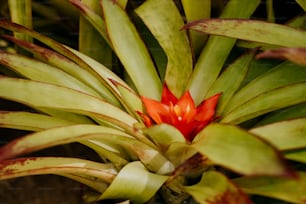 um close up de uma flor vermelha em uma planta