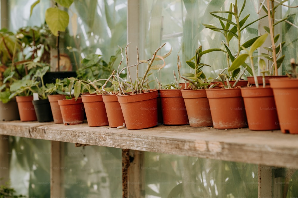 Una hilera de plantas en macetas en un invernadero.
