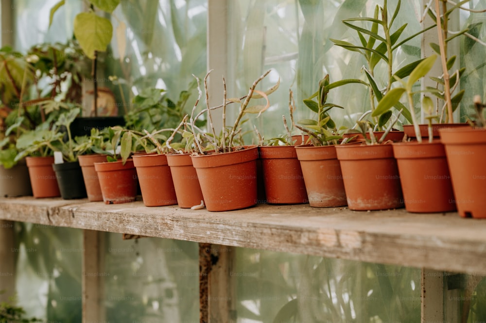 Una fila di piante in vaso in una serra