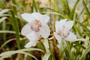 Un par de flores blancas que están en la hierba