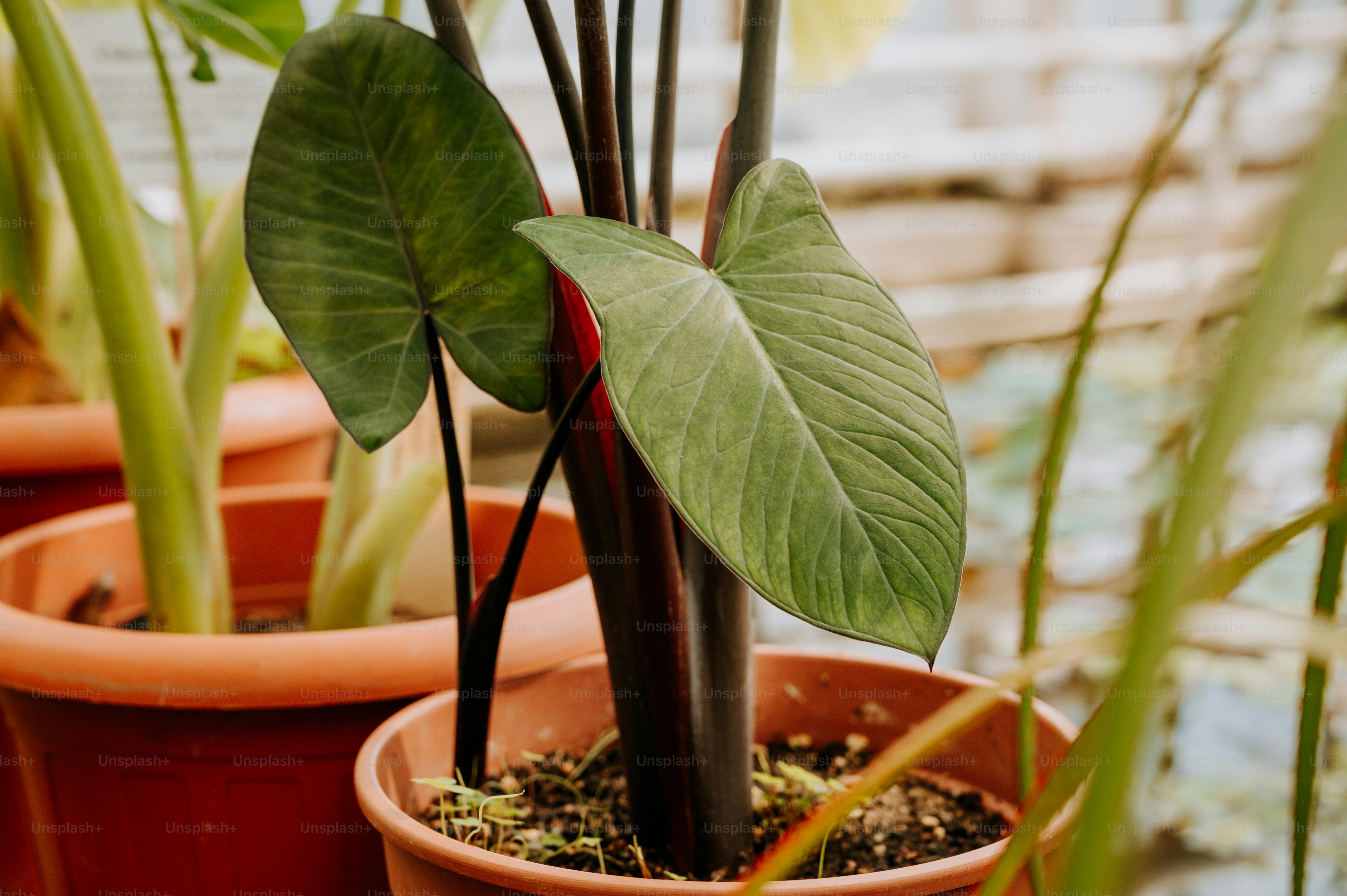 a close up of a plant in a pot