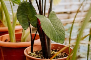 um close up de uma planta em um vaso