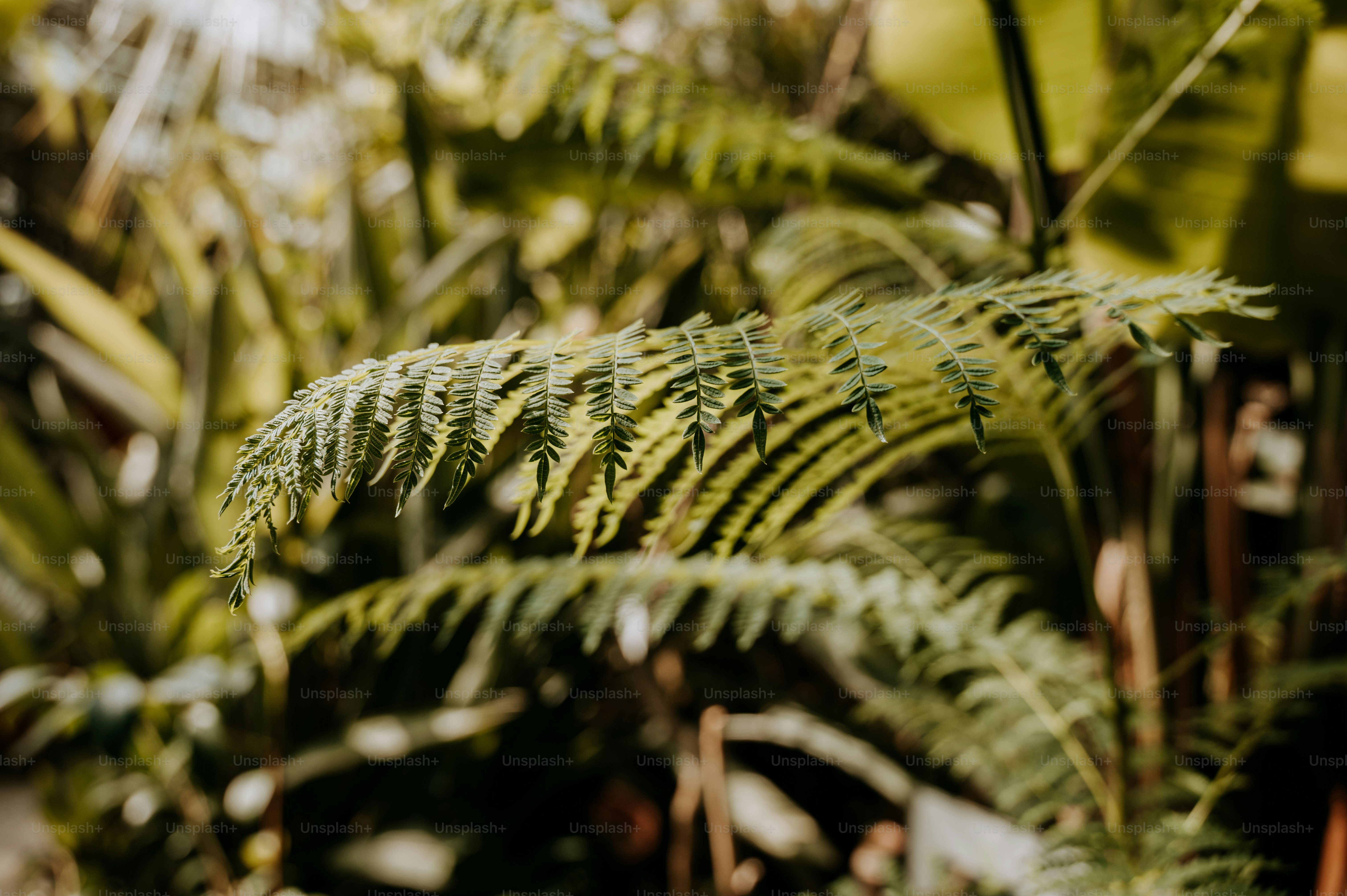 a close up of a green plant with lots of leaves