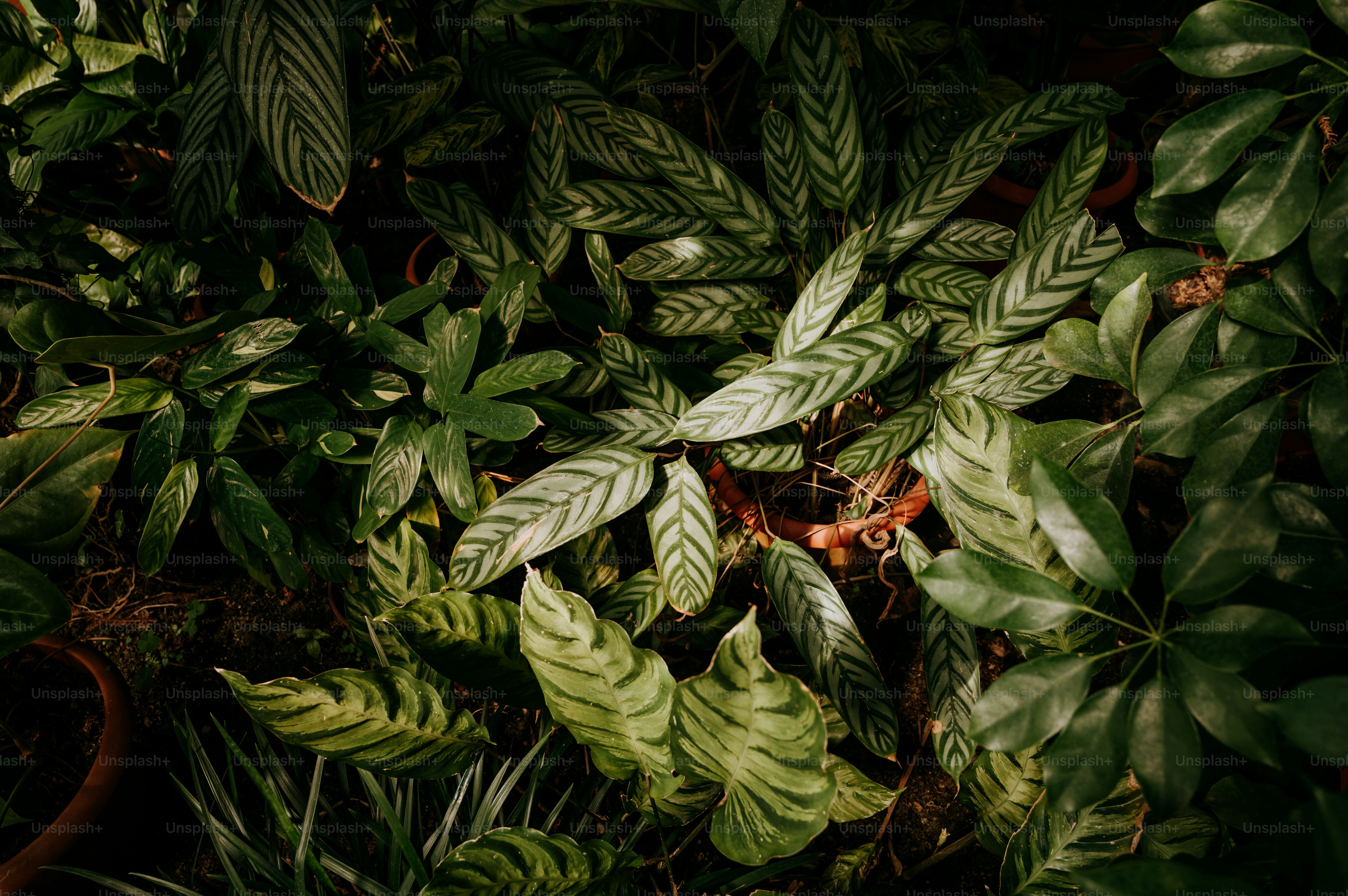 Imagens de Papel De Parede De Plantas | Baixe imagens gratuitas na Unsplash, image size:3000x1996
