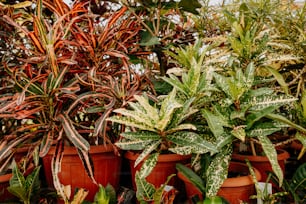 a group of potted plants sitting next to each other