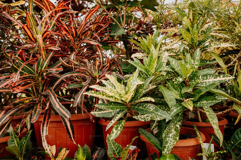 un gruppo di piante in vaso sedute una accanto all'altra